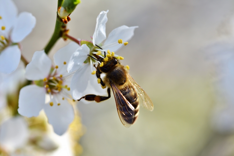 jardinerie-ST DALMAS LE SELVAGE-min_bee-4092986