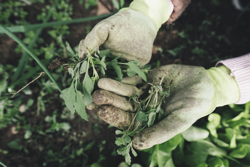 jardinerie-ST DALMAS LE SELVAGE-min_gardening-2518377